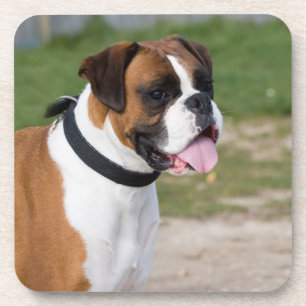 Boxer Chien Photo Dessous de verre en plastique du