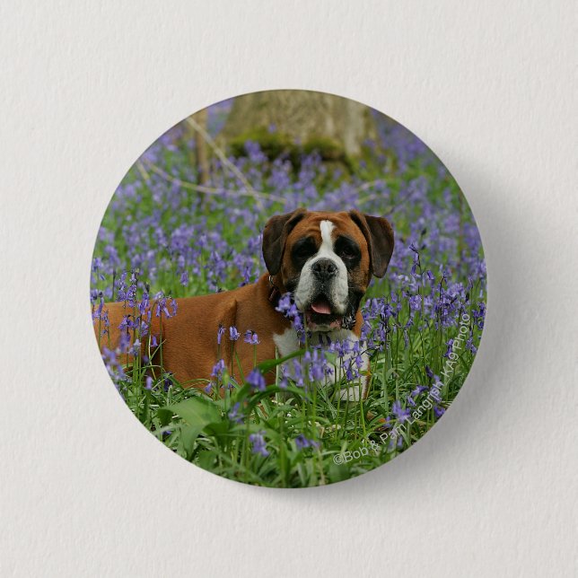 Boxer, der in Bluebells legt Button (Vorderseite)
