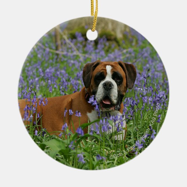 Boxer, der in Bluebells legt Keramikornament (Vorne)