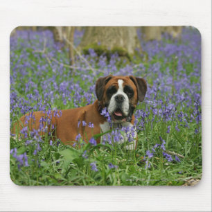 Boxer, der in Bluebells legt Mousepad