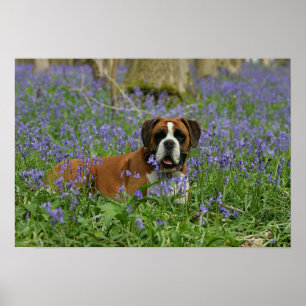 Boxer, der in Bluebells legt Poster