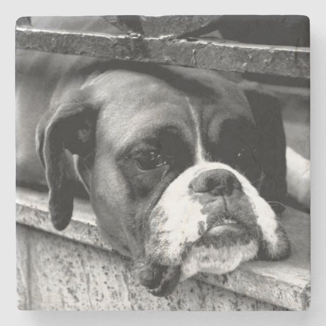 Boxer Dog auf der Windows-Küste Steinuntersetzer (Vorderseite)