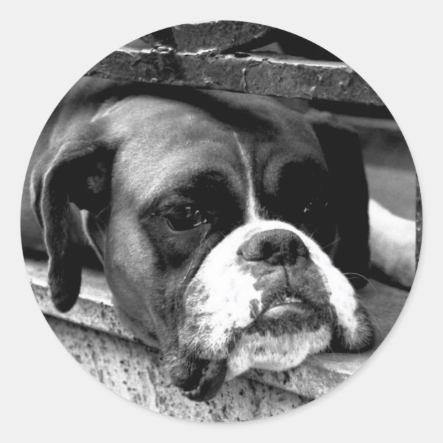 Boxer Dog auf der Windows-STCNA Runder Aufkleber (Vorderseite)