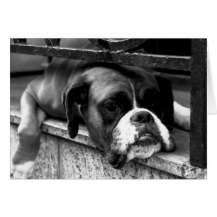 Boxer Dog auf Windows-Gccm-nm