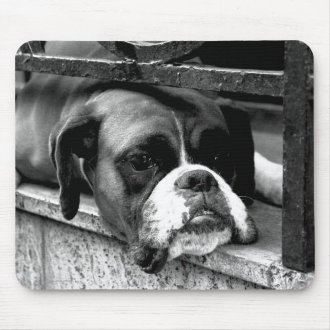 Boxer Dog auf Windows mp arc2 Mousepad (Vorne)