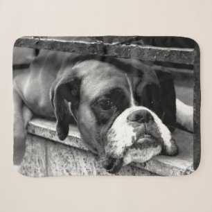 Boxer Dog auf Windows sbcnm Sherpadecke