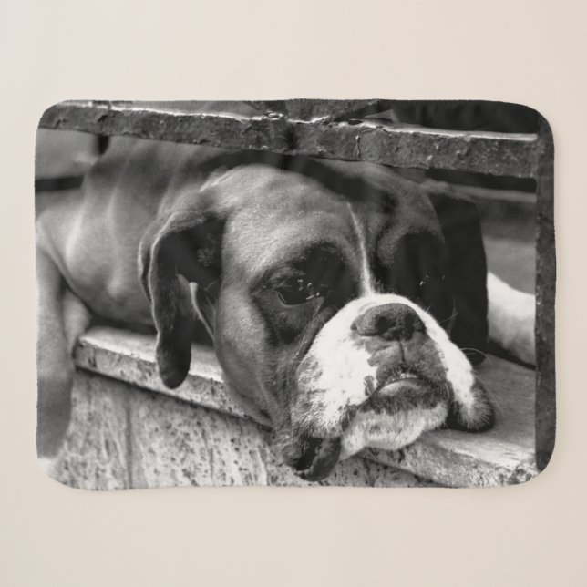 Boxer Dog auf Windows sbcnm Sherpadecke (Vorderseite (Horizontal))