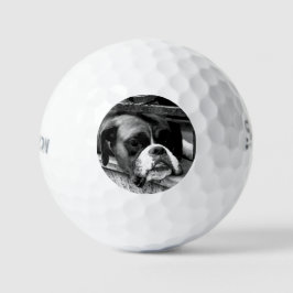Boxer Dog auf Windows ssf gbcna Golfball