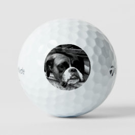 Boxer Dog auf Windows tmtp5 gbcna Golfball