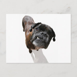 Boxer Dog Breed Postkarte