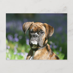 Boxer Dog Headshot Postkarte