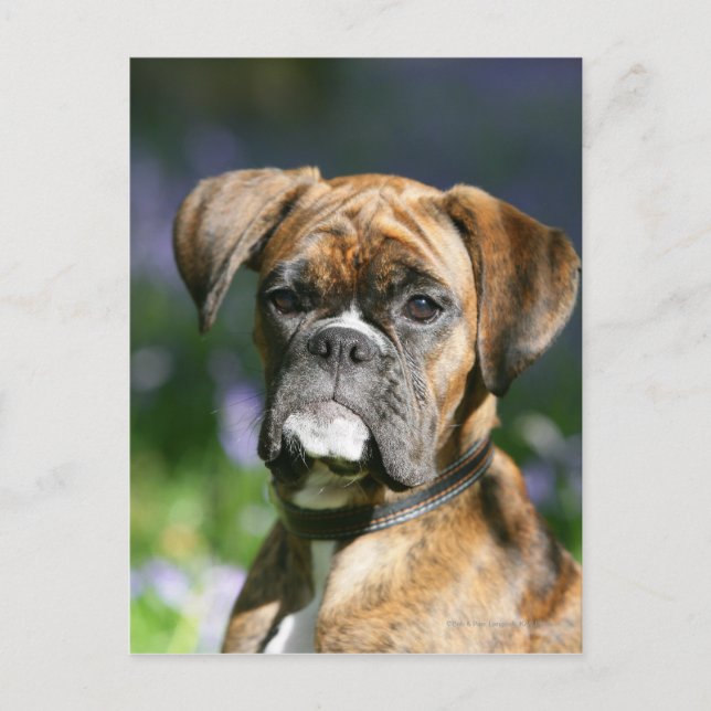 Boxer Dog Headshot Postkarte (Vorderseite)