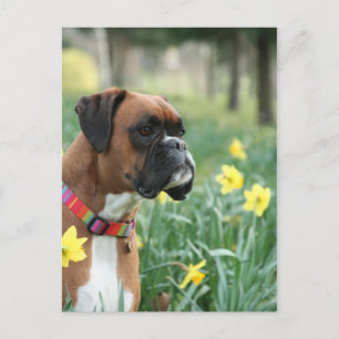 Boxer Dog in Daffodien Postkarte