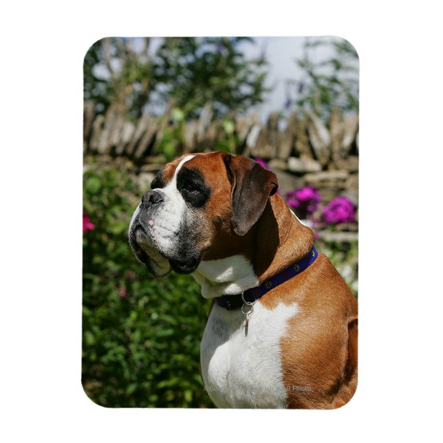Boxer Dog in den Blume Magnet (Vertikal)
