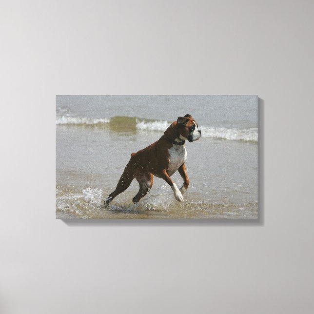 Boxer Dog in Wasser Leinwanddruck (Vorderseite)
