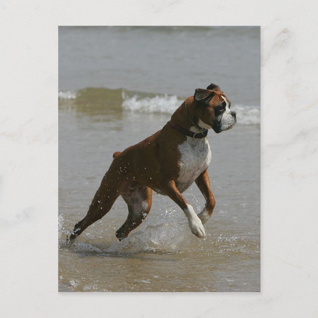 Boxer Dog in Wasser Postkarte (Vorderseite)