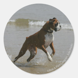 Boxer Dog in Wasser Runder Aufkleber