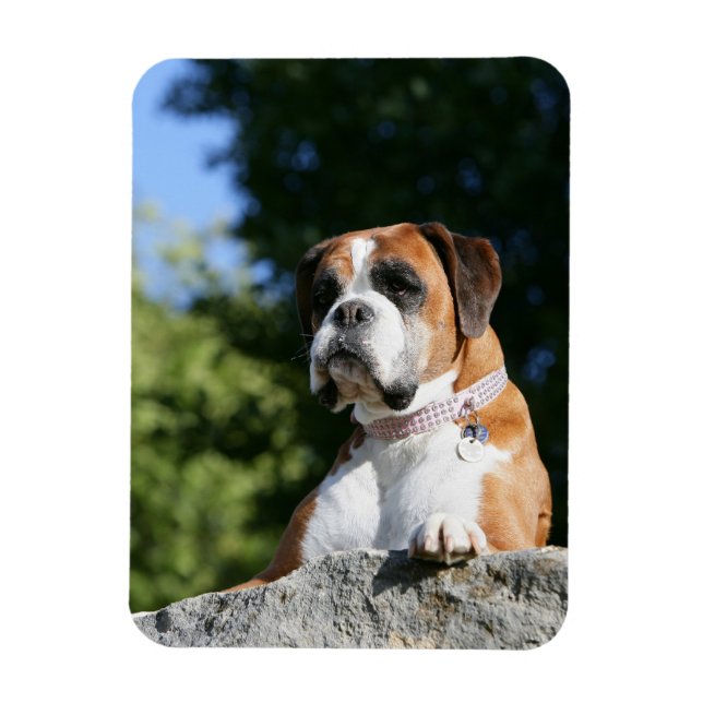 Boxer Dog Lay on Rock Magnet (Vertikal)