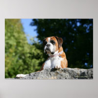 Boxer Dog Lay on Rock