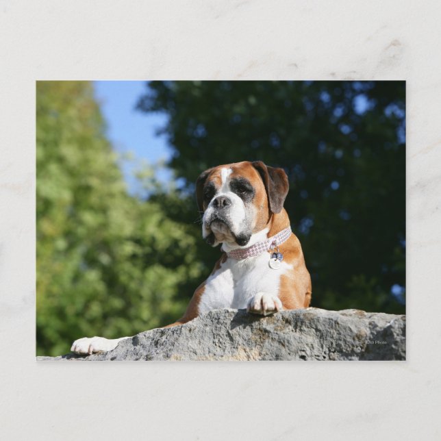 Boxer Dog Lay on Rock Postkarte (Vorderseite)