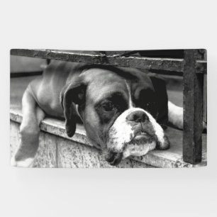 Boxer Dog On Windows bnrcn Banner