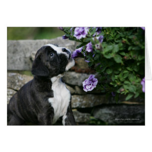 Boxer Dog Panting