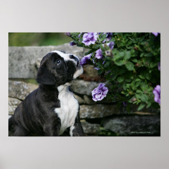 Boxer Dog Panting Poster (Vorne)