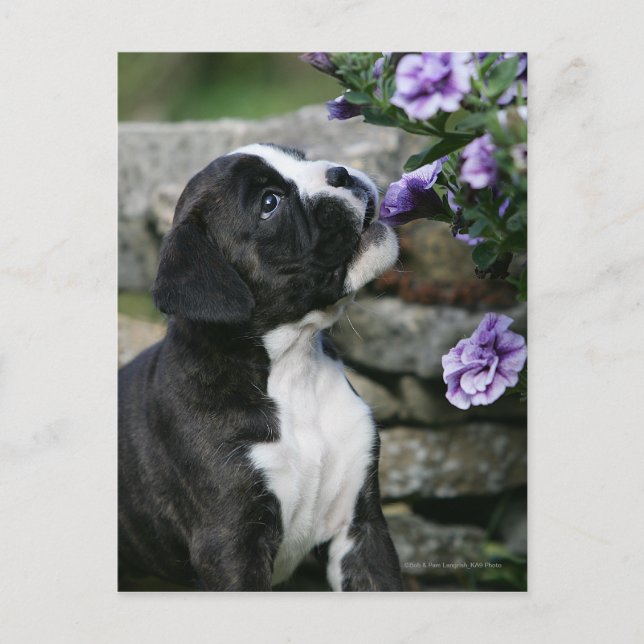 Boxer Dog Panting Postkarte (Vorderseite)