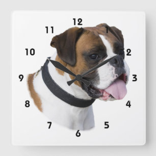 Boxer dog portrait photo quadratische wanduhr