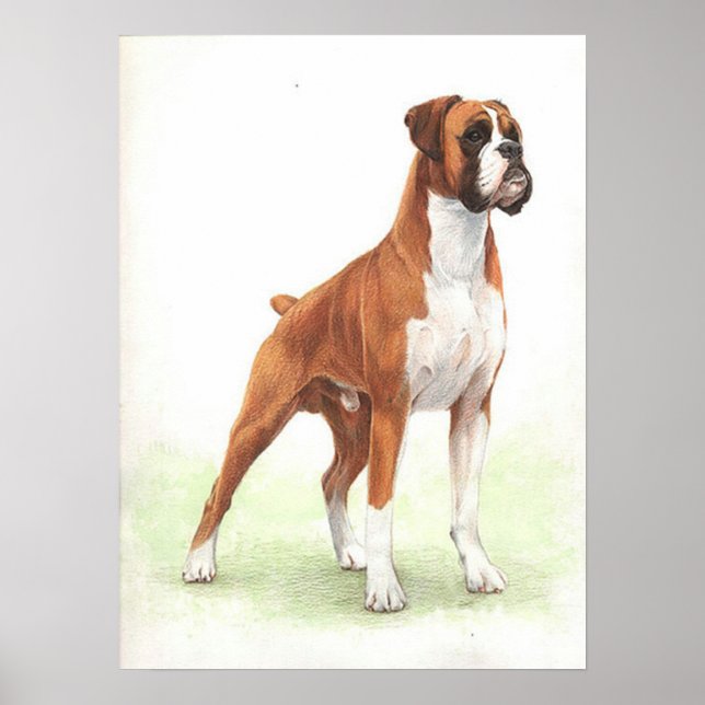 Boxer Dog Portrait Poster Print (Vorne)