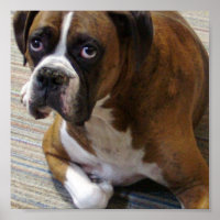 Boxer Dog Poster Print