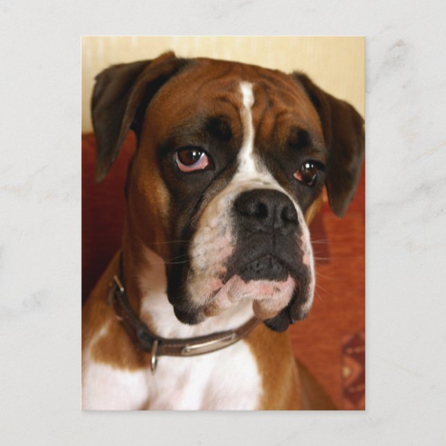 Boxer Dog Postkarte (Vorderseite)