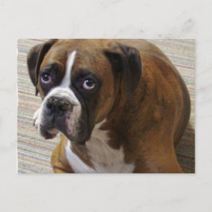 Boxer Dog Postkarte