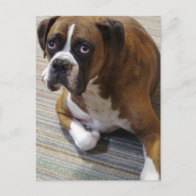 Boxer Dog Postkarte (Vorderseite)