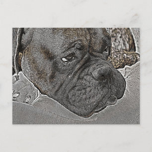 Boxer Dog Postkarte