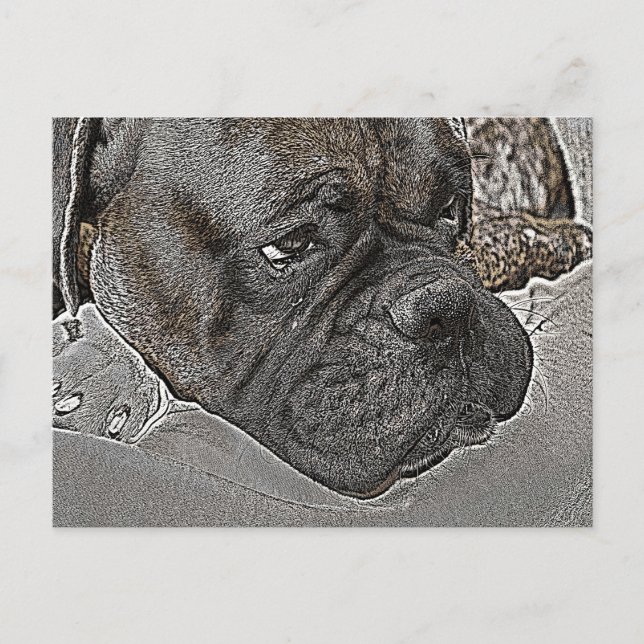 Boxer Dog Postkarte (Vorderseite)