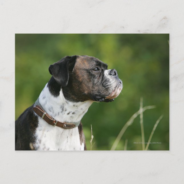 Boxer Dog Profil Postkarte (Vorderseite)