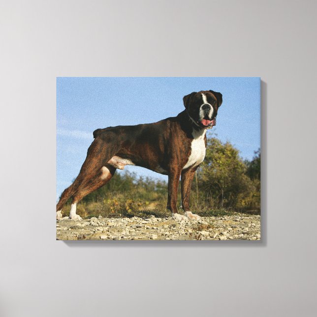 Boxer Dog Show Stance Leinwanddruck (Vorderseite)