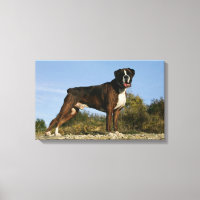 Boxer Dog Show Stance