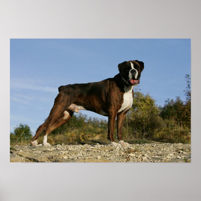 Boxer Dog Show Stance Poster (Vorne)