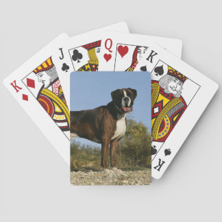 Boxer Dog Show Stance Spielkarten