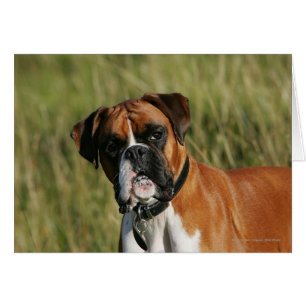 Boxer Dog Staring bei Kamera