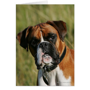 Boxer Dog Staring bei Kamera