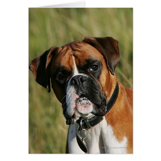 Boxer Dog Staring bei Kamera (Vorne)