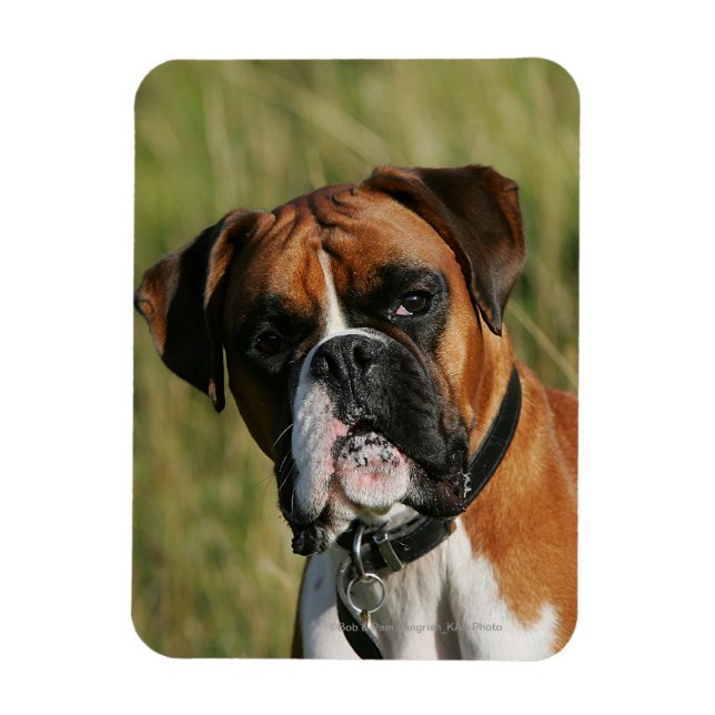 Boxer Dog Staring bei Kamera Magnet (Vertikal)