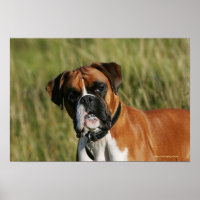 Boxer Dog Staring bei Kamera