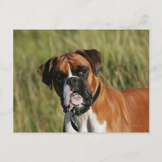 Boxer Dog Staring bei Kamera Postkarte (Vorderseite)