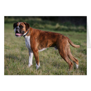 Boxer Dog Stehend