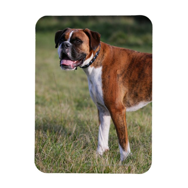 Boxer Dog Stehend Magnet (Vertikal)