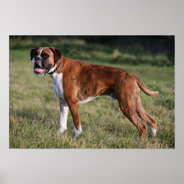 Boxer Dog Stehend Poster (Vorne)